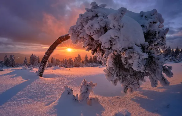 Картинка зима, снег, закат, дерево, Германия, мороз, Germany, Баден-Вюртемберг