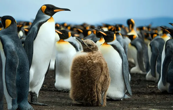 Милый, малыш, птенец, Антарктида, Antarctica, Cute, Фолклендские острова, Falkland Islands