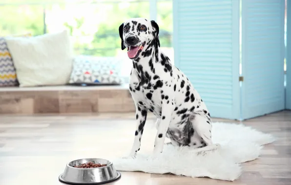 Собака, далматин, dog, dalmatian