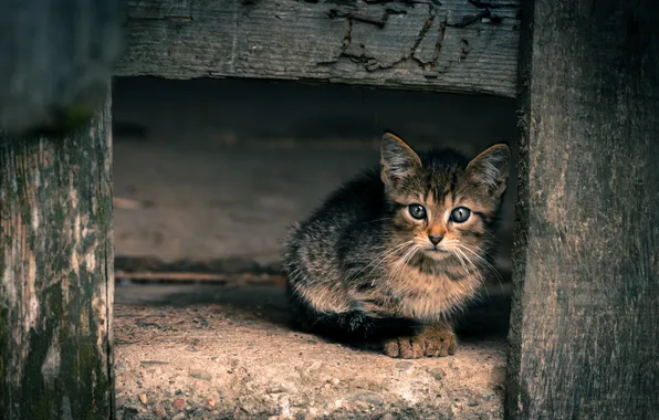 Кошка, взгляд, поза, котенок, мордашка