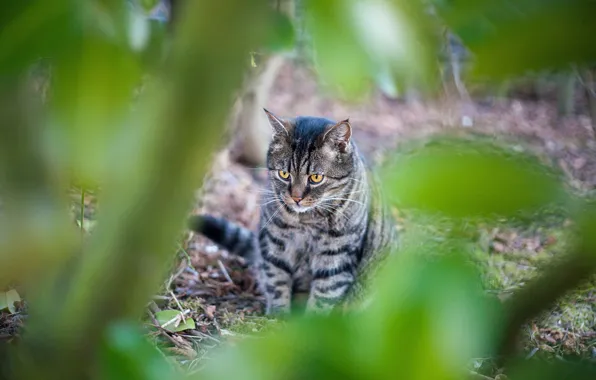 Кошка, кот, взгляд, ветки, природа, поляна, листва, размытие