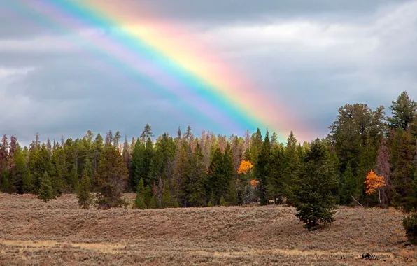 Картинка осень, лес, радуга, медведь