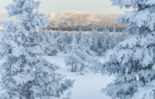 Картинка зима, лес, снег, деревья, горы, ели, Россия, Южный Урал