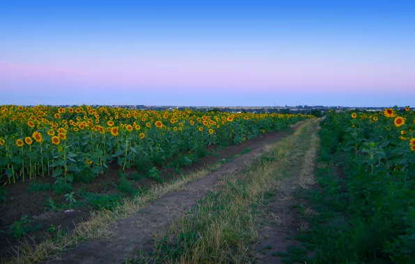 Дорога, поле, лето, подсолнухи, пейзаж, природа, рассвет, село