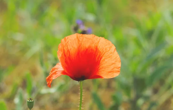 Red, flower, poppy
