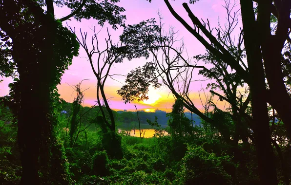 Sky, Sun, Water, Sunrise, Dawn, Morning, Lake, Trees