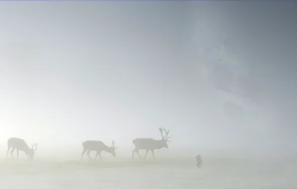 Картинка животные, трава, туман, пейзажи, олени, лоси, ёжик в тумане
