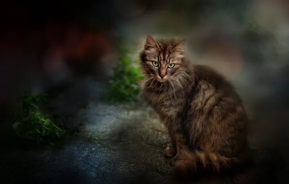 Кошка, кот, природа, сидит