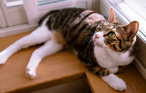 Кошка, кот, взгляд, свет, отдых, окно, лежит, подоконник