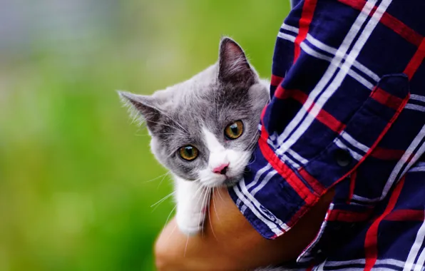 Котенок, серый, котёнок, полосатый, хозяин, дымчатый