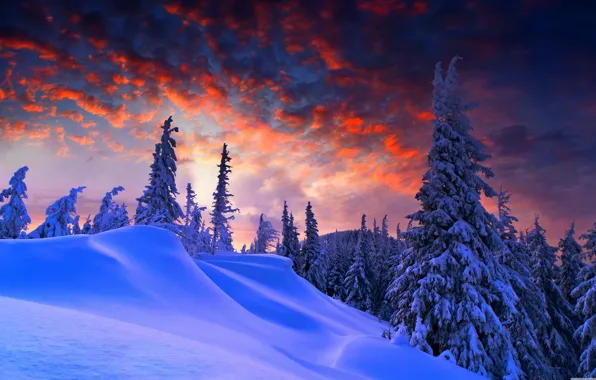 Картинка forest, landscape, night, winter, snow