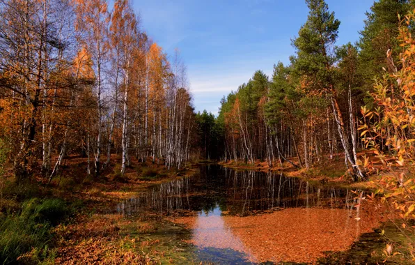 Картинка осень, лес, река