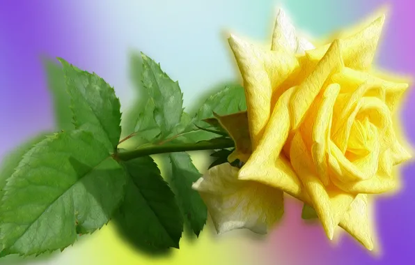 Картинка Kwiaty, Róże, Żółte