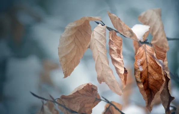 Холод, зима, осень, листья, снег, дерево, настроение, ветка
