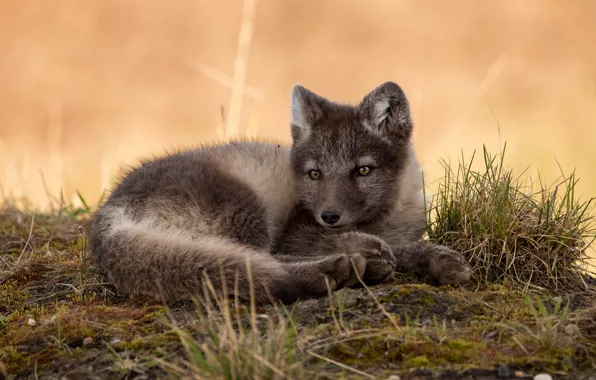 Картинка малыш, лежит, детёныш, песец