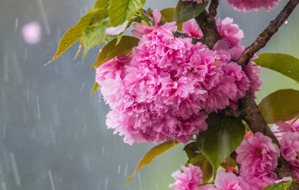 Дождь, ветка сакуры, цветение весной