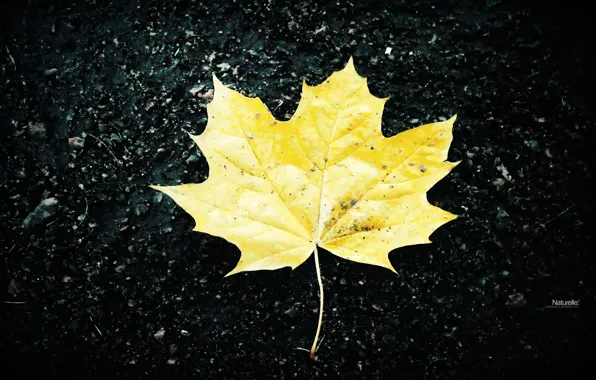 Картинка осень, желтый, лист