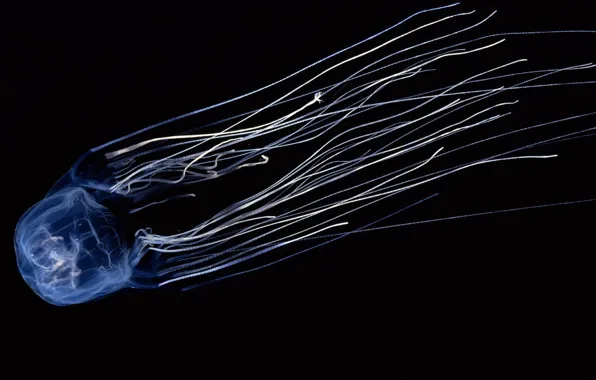 Картинка медуза, Черный