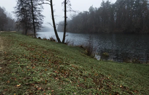 Осень, река, Лес