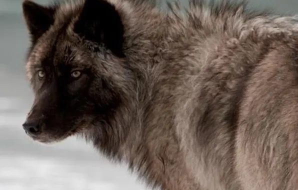 Картинка nature, snow, predator, face, animal, wolf, wildlife, portrait
