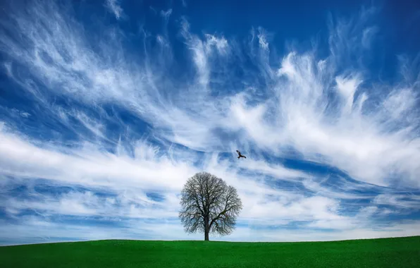 Картинка поле, облака, фото, дерево, птица