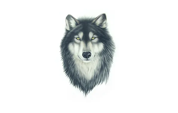 Картинка морда, волк, собака, голова, живопись, wolf