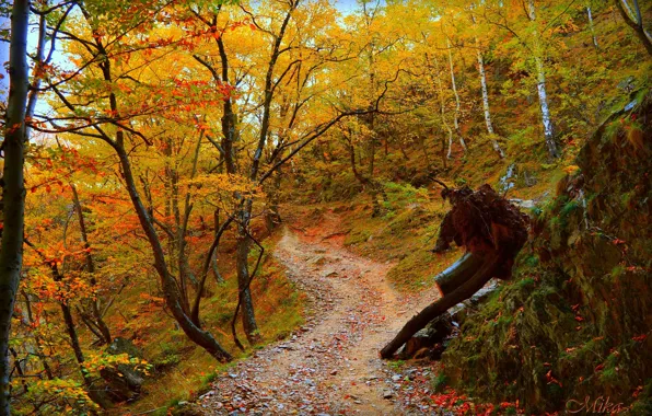 Тропинка, Осень, Лес, Fall, Autumn, Forest