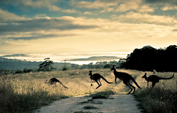 Картинка road, hills, australia, Kangaroo