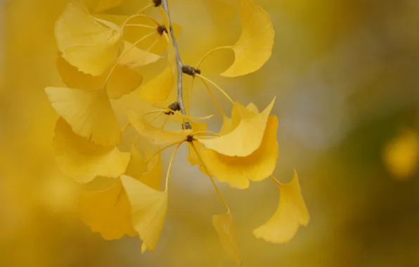 Осень, листья, ветка, желтые, резные