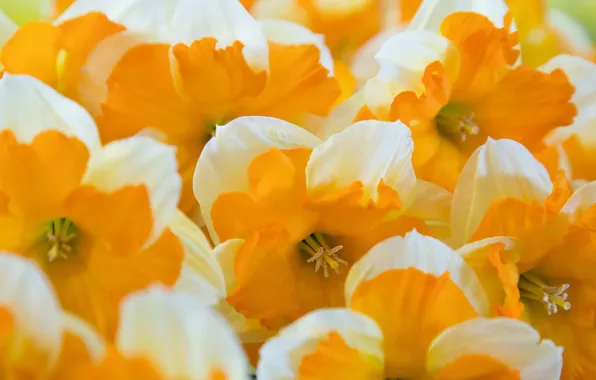 Картинка макро, цветы, Oranje boven