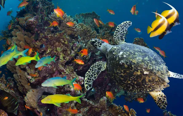 Картинка море, рыбы, океан, черепаха, кораллы, подводный мир, разноцветные, под водой