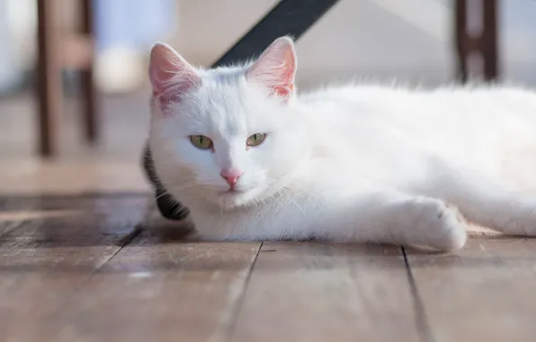 Картинка кошка, взгляд, белая