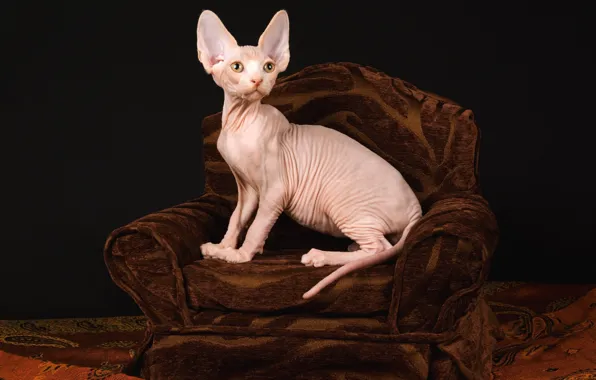 Кошка, взгляд, поза, темный фон, котенок, светлый, кресло, кожа