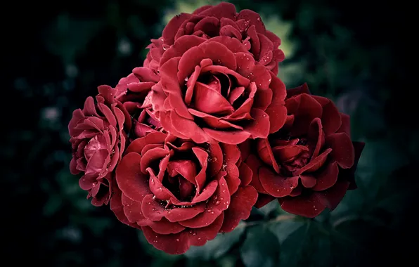 Капли, Боке, Bokeh, Red rose, Drops, Красные розы