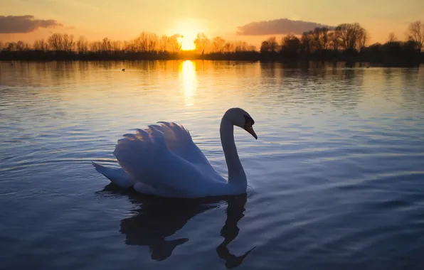 Картинка солнце, озеро, птица, романтика, лебедь