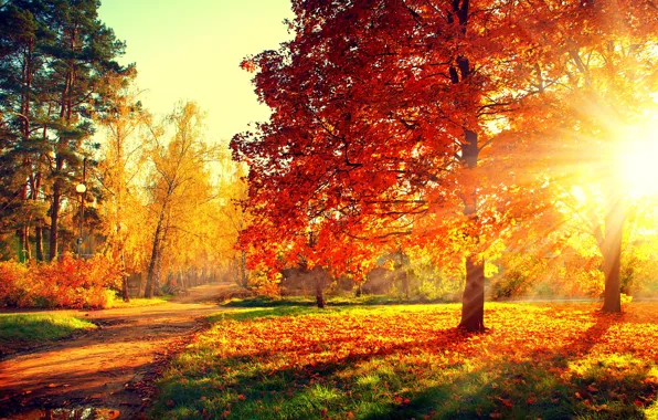Картинка дорога, осень, лес, листья, деревья, закат, природа, парк