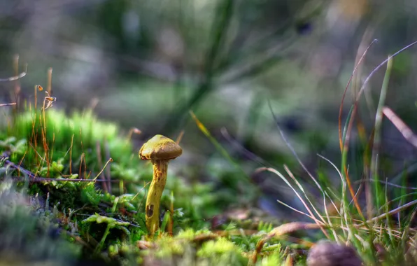 Картинка трава, макро, грибы, осенний лес