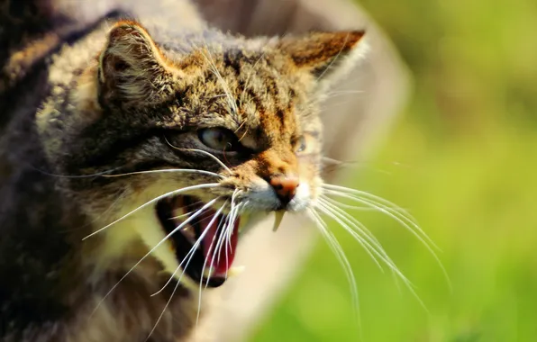 Морда, клыки, дикая кошка, Шотландская, The Scottish Wildcat