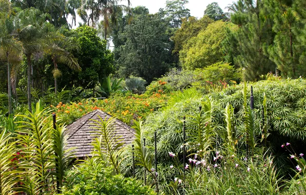 Картинка деревья, цветы, пальмы, сад, Сингапур, кусты, Botanic Gardens