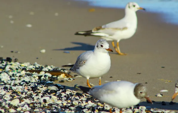 Beach, bird, seagull