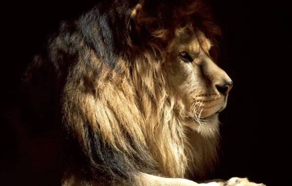 Картинка кошка, взгляд, настроение, лев, зверь