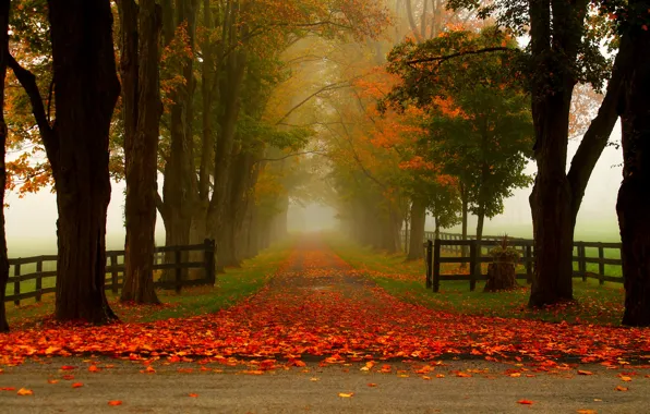 Картинка дорога, осень, лес, листья, деревья, природа, парк, colors