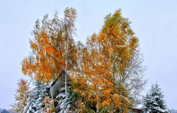 Картинка крыша, осень, небо, листья, снег, деревья, дом