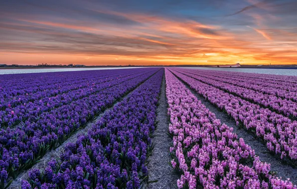 Картинка поле, закат, цветы, вечер, городок, Нидерланды, провинция, Северная Голландия