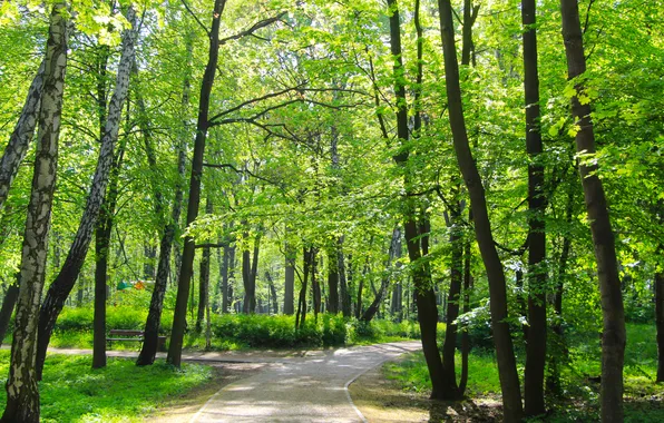 Park, spring, alley