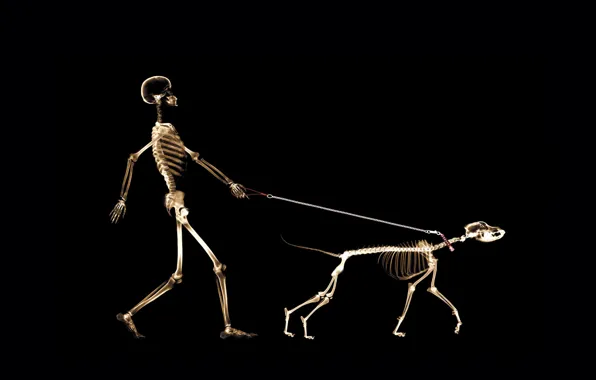 Человек, собака, поводок, рентген