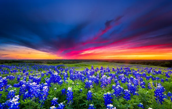 Картинка поле, лето, небо, облака, закат, цветы, синий, поляна