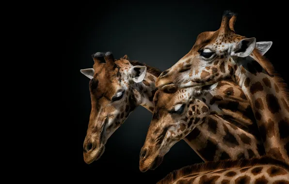 Обои портрет, жираф, жирафы, черный фон, трио, морды, три жирафа на телефон  и рабочий стол, раздел животные, разрешение 2133x1200 - скачать