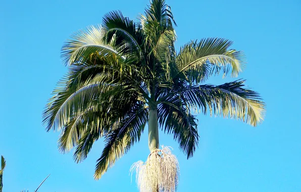 Brazil, Ubatuba, Jussara Palm (Euterpe edulis)