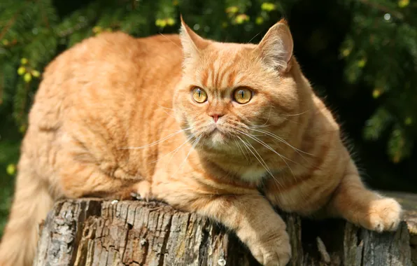 Кошка, кот, природа, поза, пень, рыжий, лежит, мордаха